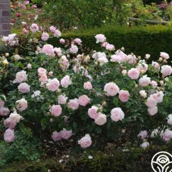 Heirloom Roses Gentle Hermione® Best