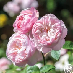 Heirloom Roses Gentle Hermione® Best