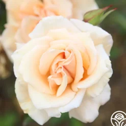 Heirloom Roses Gentle Persuasion™ Best