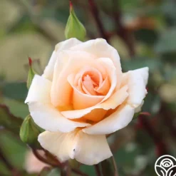 Heirloom Roses Gentle Persuasion™ Best