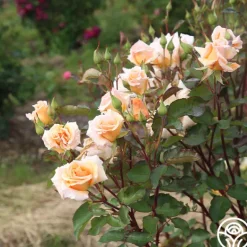 Heirloom Roses Gentle Persuasion™ Best