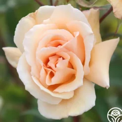 Heirloom Roses Gentle Persuasion™ Best