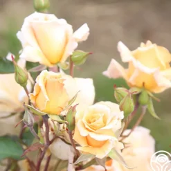 Heirloom Roses Gentle Persuasion™ Best