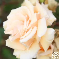 Heirloom Roses Gentle Persuasion™ Best