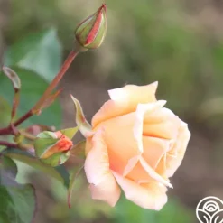 Heirloom Roses Gentle Persuasion™ Best