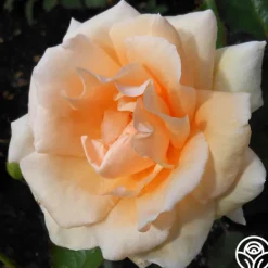 Heirloom Roses Gentle Persuasion™ Best