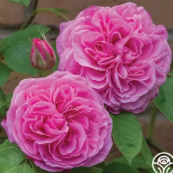 Heirloom Roses Gertrude Jekyll® Sale