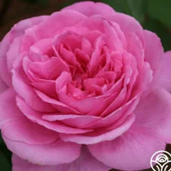 Heirloom Roses Gertrude Jekyll® Sale