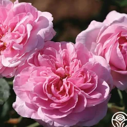 Heirloom Roses Gertrude Jekyll® Sale