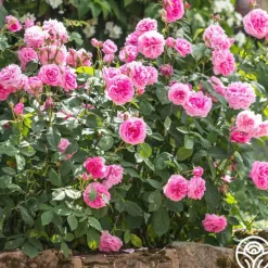 Heirloom Roses Gertrude Jekyll® Sale