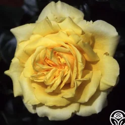 Heirloom Roses Gina Lollobrigida® Outlet