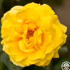 Heirloom Roses Gina Lollobrigida® Outlet
