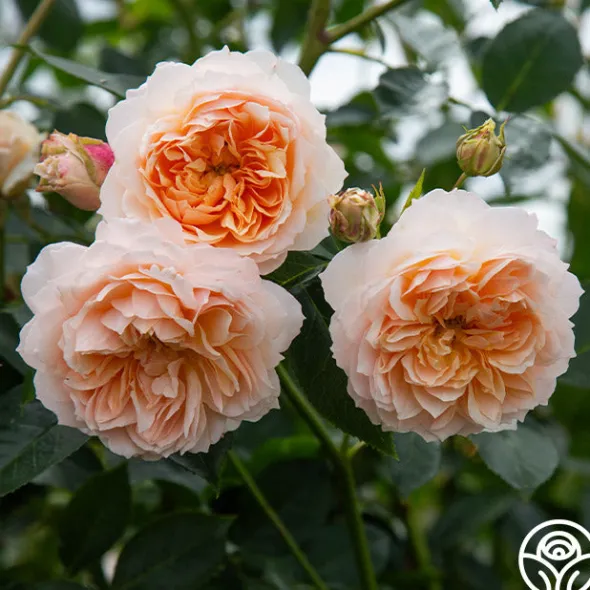 Heirloom Roses Ginger Syllabub™ Best