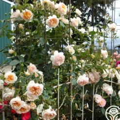 Heirloom Roses Ginger Syllabub™ Best