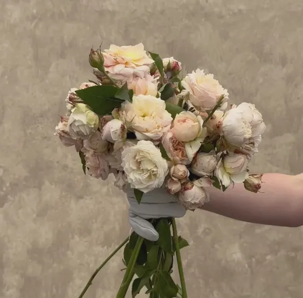 Heirloom Roses Ginger Syllabub™ Best