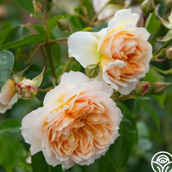 Heirloom Roses Ginger Syllabub™ Best