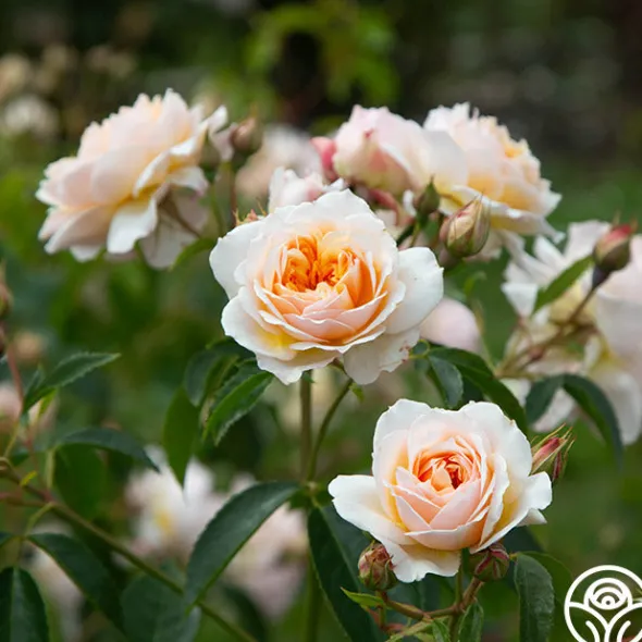 Heirloom Roses Ginger Syllabub™ Best