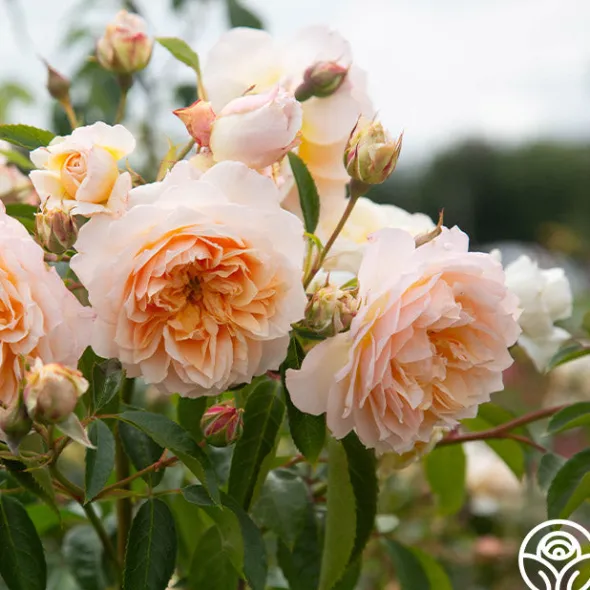 Heirloom Roses Ginger Syllabub™ Best