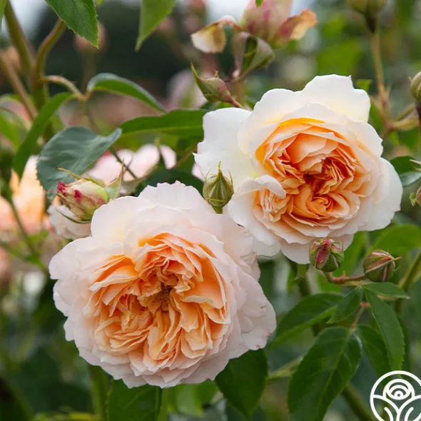 Heirloom Roses Ginger Syllabub™ Best