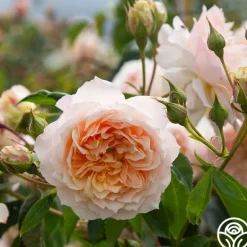 Heirloom Roses Ginger Syllabub™ Best