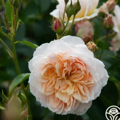 Heirloom Roses Ginger Syllabub™ Best