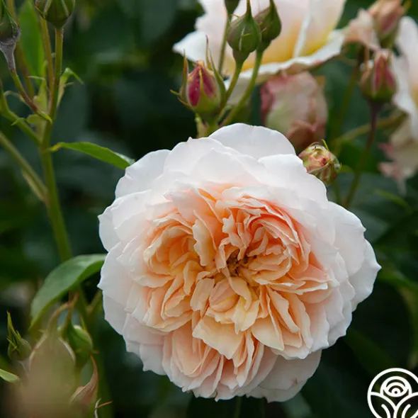 Heirloom Roses Ginger Syllabub™ Best