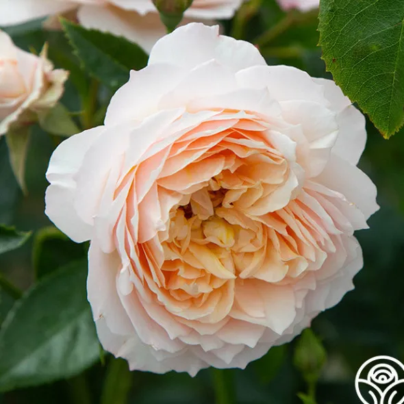 Heirloom Roses Ginger Syllabub™ Best