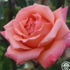 Heirloom Roses Gitte Outlet