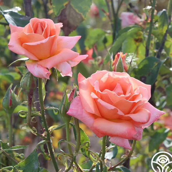 Heirloom Roses Gitte Outlet