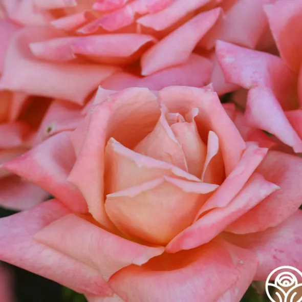 Heirloom Roses Gitte Outlet