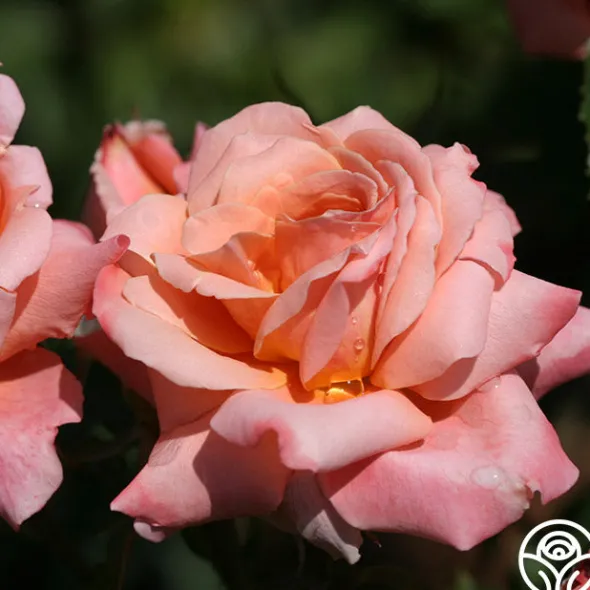 Heirloom Roses Gitte Outlet