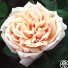 Heirloom Roses Gloire de Dijon Sale