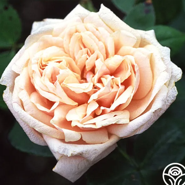 Heirloom Roses Gloire de Dijon Sale