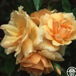 Heirloom Roses Gloire de Dijon Sale