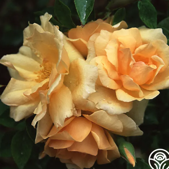 Heirloom Roses Gloire de Dijon Sale
