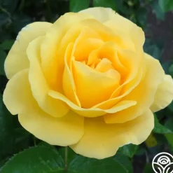 Heirloom Roses Glorious New