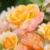 Heirloom Roses Glowing Peace™ Best