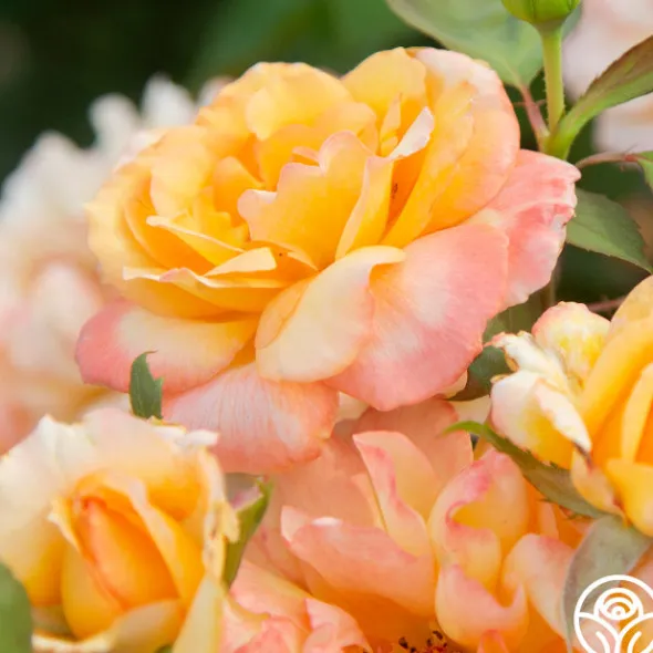 Heirloom Roses Glowing Peace™ Best