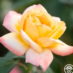 Heirloom Roses Glowing Peace™ Best