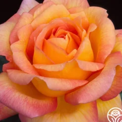 Heirloom Roses Glowing Peace™ Best