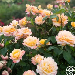 Heirloom Roses Glowing Peace™ Best