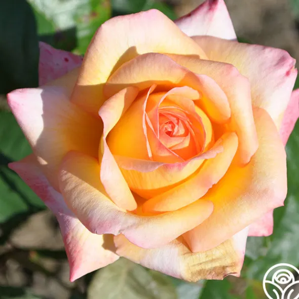 Heirloom Roses Glowing Peace™ Best