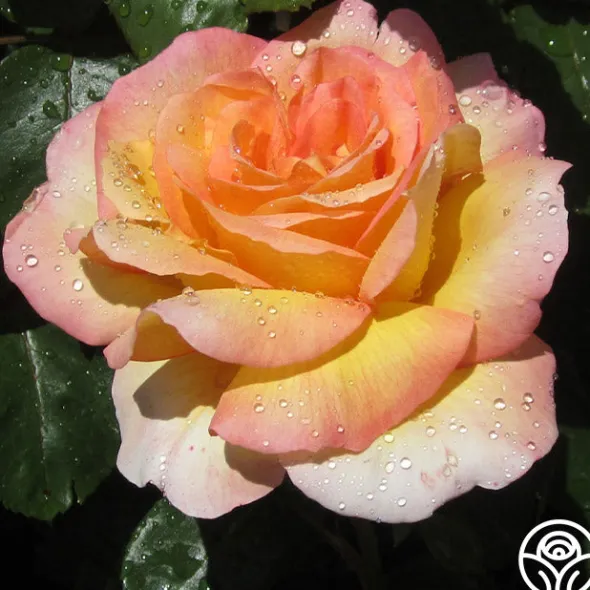 Heirloom Roses Glowing Peace™ Best