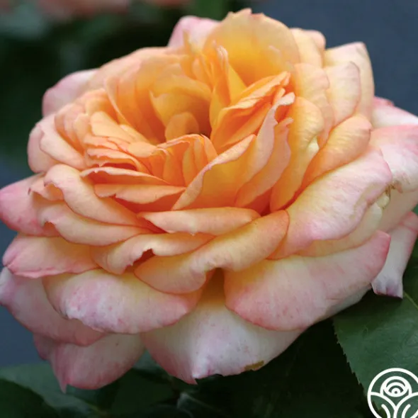 Heirloom Roses Glowing Peace™ Best