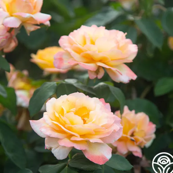 Heirloom Roses Glowing Peace™ Best