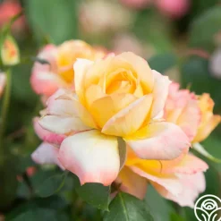 Heirloom Roses Glowing Peace™ Best