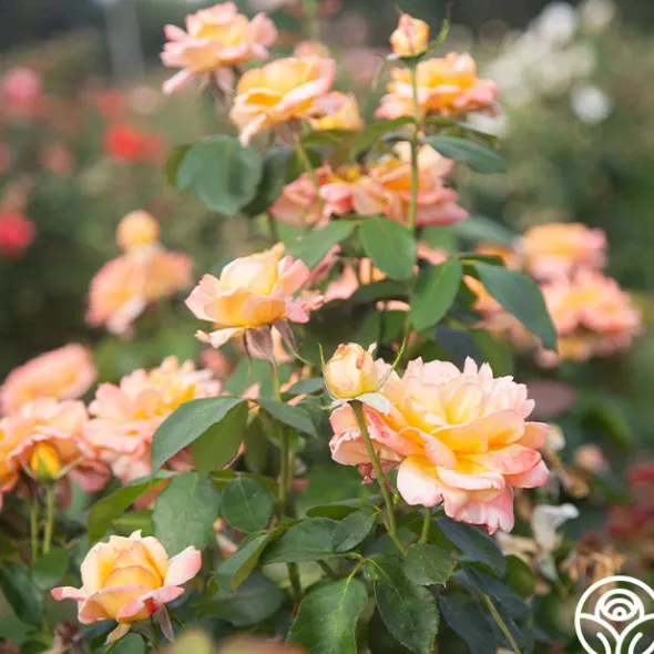 Heirloom Roses Glowing Peace™ Best