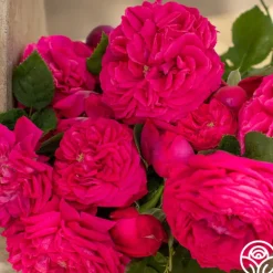 Heirloom Roses Général Washington Discount