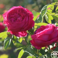 Heirloom Roses Général Washington Discount