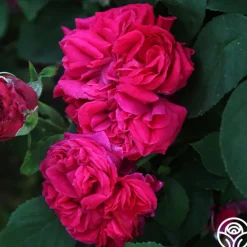 Heirloom Roses Général Washington Discount